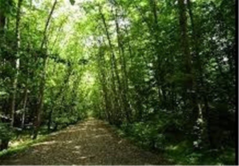 پارک جنگلی ثامن الائمه (ع) قم تا سال 96 بهره برداری می‌شود