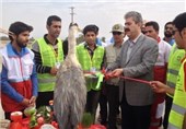 راه‌اندازی پایگاه نوروزی محیط زیست در8 شهرستان بوشهر