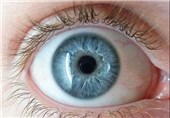 New Neural Pathway Found in Eyes, Aids in Vision