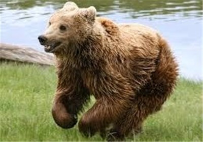 شکارچی خرس قهوه‌ای در مشگین‌شهر به حبس تعزیری و جریمه نقدی محکوم شد