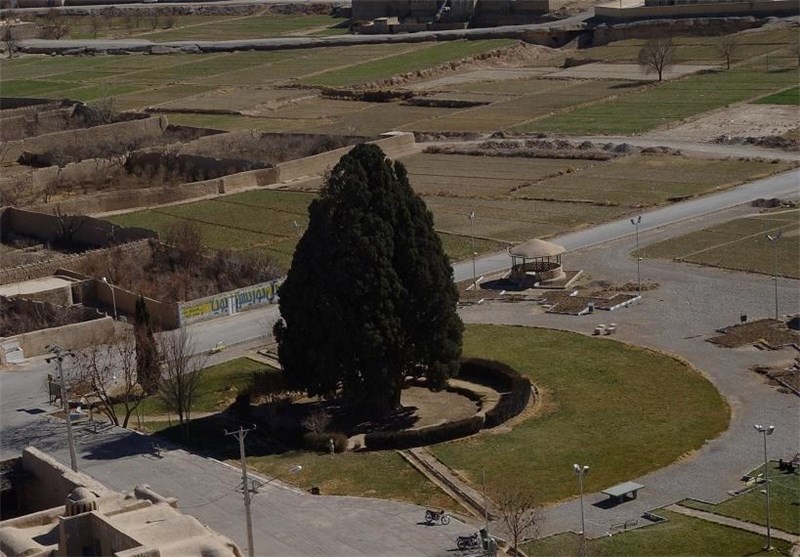 Cypress of Abarkuh: The World&apos;s Oldest Cypress