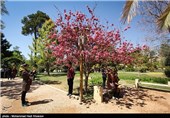 بازدید مسافران نوروزی از باغ ارم - شیراز
