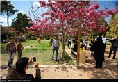 بازدید مسافران نوروزی از باغ ارم - شیراز
