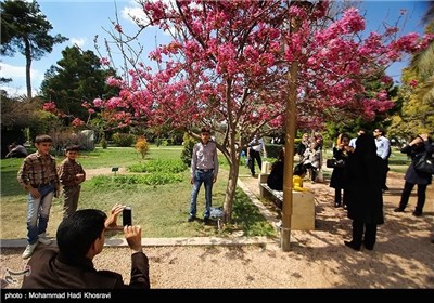 بازدید مسافران نوروزی از باغ ارم - شیراز