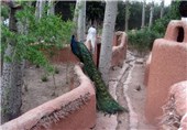باغ پرندگان شیراز به سرمایه‌گذاران ارائه می‌شود