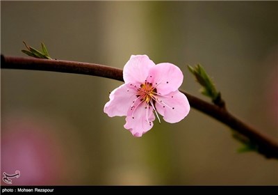 تفتح الزهور فی الربیع بمحافظة مازندران