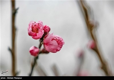 تفتح الزهور فی الربیع بمحافظة مازندران