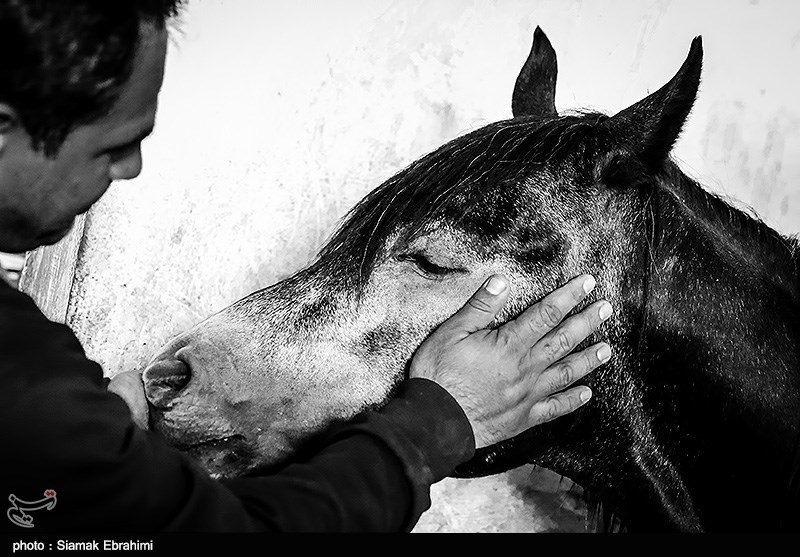 نابودی مرکز پرورش اسب‌های مسابقه‌ای کرمانشاه در حمله اسرائیل
