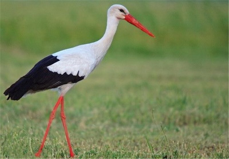 یک قطعه لک لک نادر پس از مداوا در ارومیه رهاسازی شد