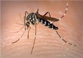 ابتلا به بیماری مالاریا در ایران از 15 میلیون نفر به 500 نفر کاهش یافت