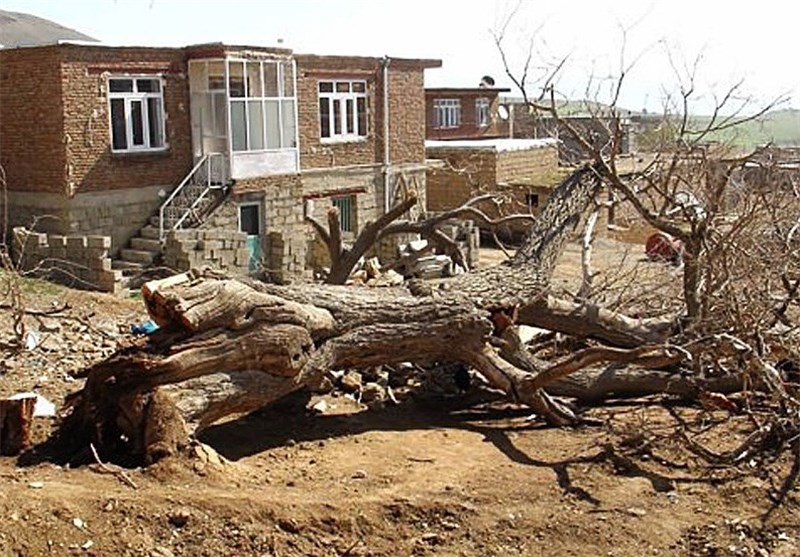 قطع درخت 350 ساله در یکی از روستاهای سقز + عکس