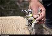 بیش از 50 قطعه سهره از قاچاقچیان پرنده در بروجرد کشف شد