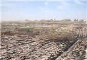 آتش سوزی 661 میلیون ریال به مزارع گندم شهرستان کاکی آسیب زد