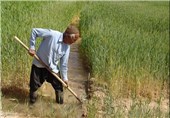 سطح زیر کشت گندم در استان قزوین 70 درصد کاهش یافت