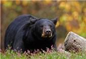 منطقه دهبکری بم زیستگاه گونه نادر خرس آسیایی است