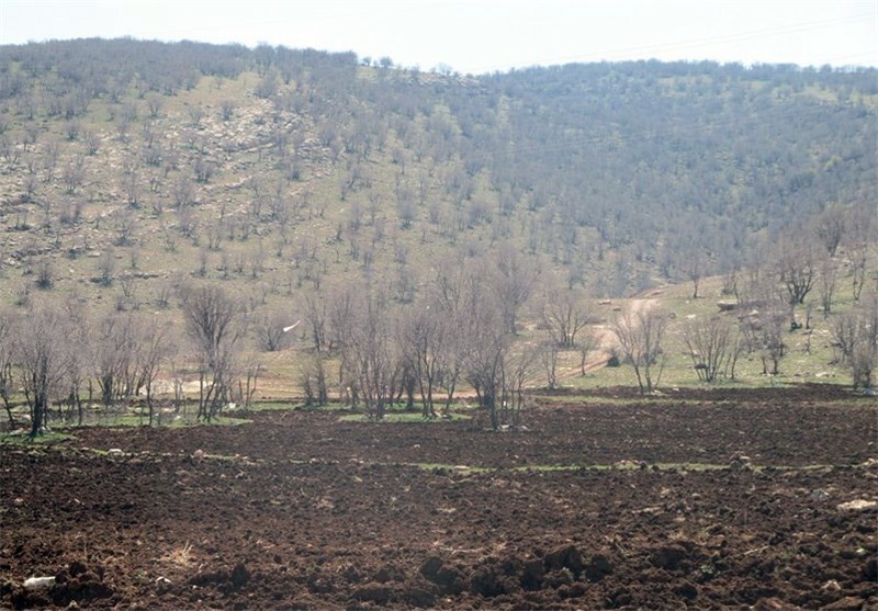 16 پرونده قطع درختان جنگل‌های بلوط زاگرس در استان کرمانشاه تشکیل شد