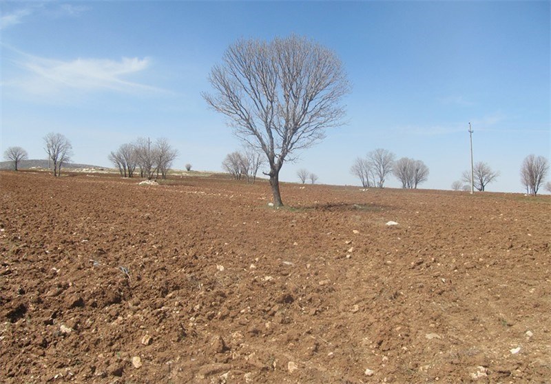 25 درصد از درختان زاگرس دچار خشکیدگی شده‌اند
