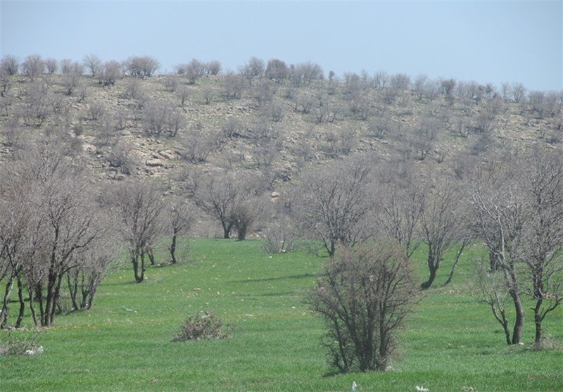 بیش از یک میلیارد ریال برای کنترل خشکیدگی بلوط در استان فارس اختصاص یافت
