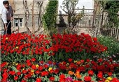 پرداخت تسهیلات 50 میلیارد ریالی برای تولید گل‎های آپارتمانی ‌در ‌ گلستان