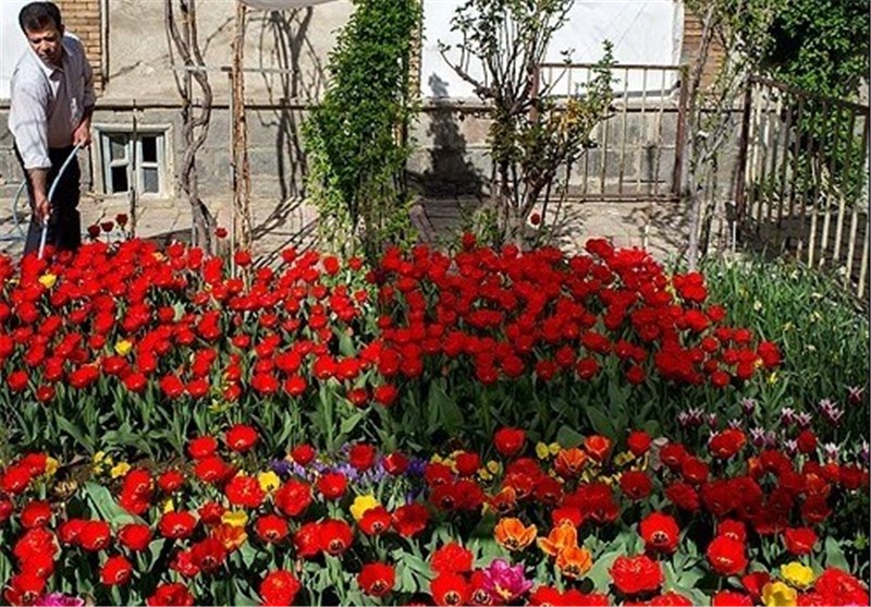 پرورش 35 هزار بوته گل لاله ایرانی در منزلی مسکونی در تبریز+ تصاویر