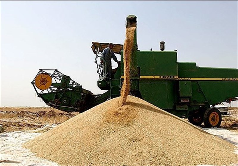 42 هزار تن گندم در شهرستان ایجرود برداشت می‌شود