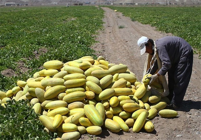 تولید 80 هزار تن محصولات جالیزی خارج از فصل در بوشهر