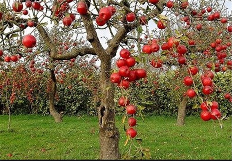 مجوز واردات آناناس و انبه پاکستان در ازای صادرات سیب درختی ابلاغ شد+سند