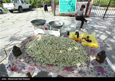 برداشت بهار نارنج-شیراز