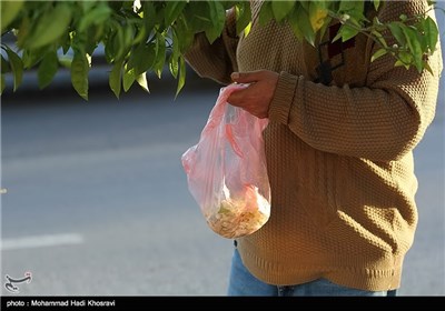 برداشت بهار نارنج-شیراز