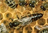 10 هزار ملکه زنبور عسل در دشتستان تولید شد