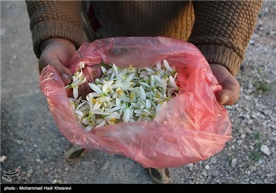 برداشت گل بهار نارنج-شیراز