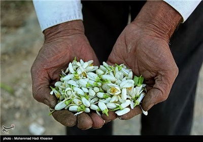برداشت گل بهار نارنج-شیراز