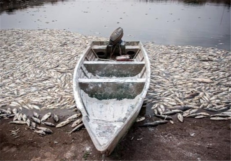 مقصر اصلی تلف شدن ماهی‌های فشافویه شرکت آب و فاضلاب است