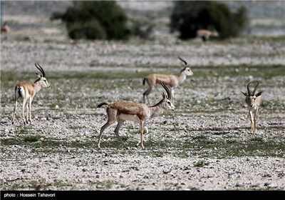 Persian Deer on Kish Island