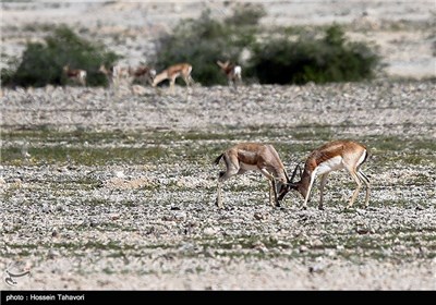 Persian Deer on Kish Island