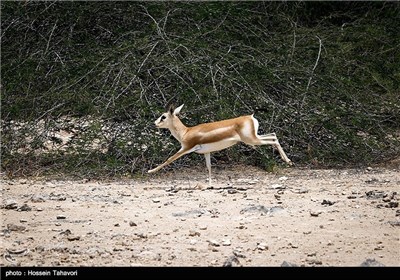 Persian Deer on Kish Island