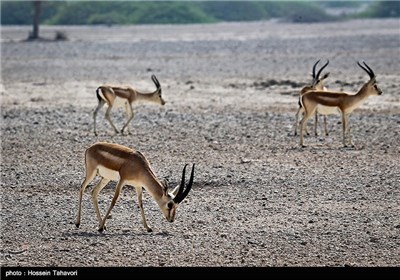 Persian Deer on Kish Island