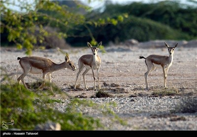 Persian Deer on Kish Island