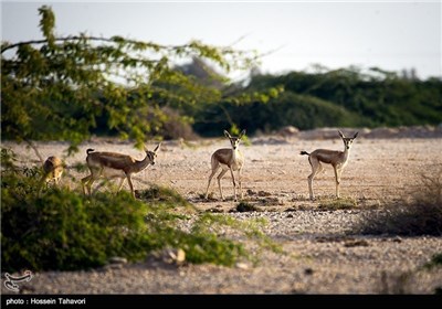 Persian Deer on Kish Island