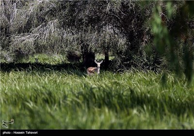 Persian Deer on Kish Island