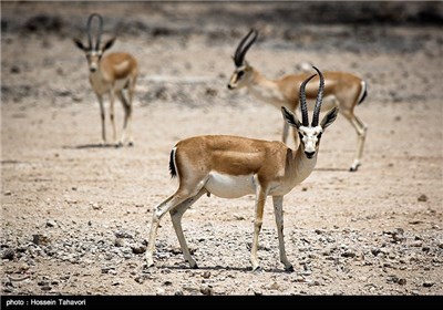 Persian Deer on Kish Island