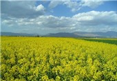 برداشت کلزا از اراضی کشاورزی اردبیل آغاز شد