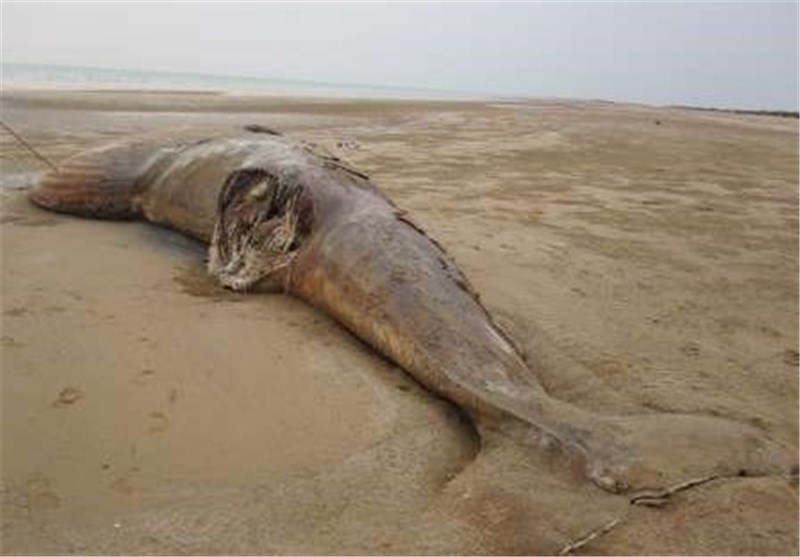 کشف لاشه نهنگ 14 متری در ساحل دیلم