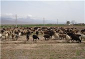 طرح همزمان‌سازی دام سبک در اردبیل اجرا می‌شود