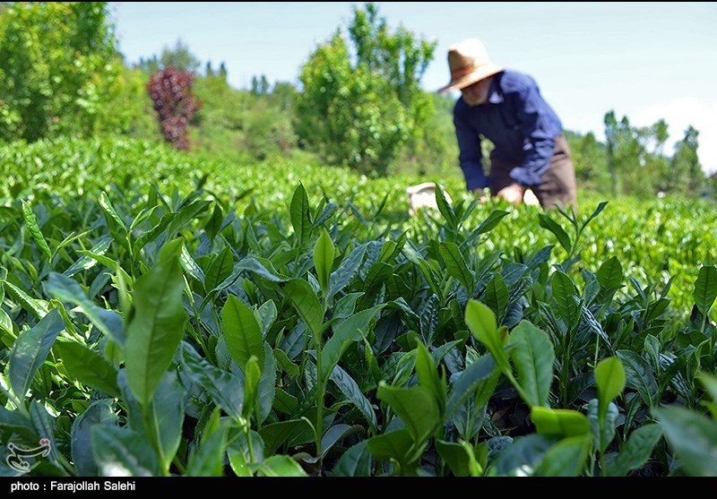 رشت| ورود چای ایرانی به بازار بورس محصولات کشاورزی کشور