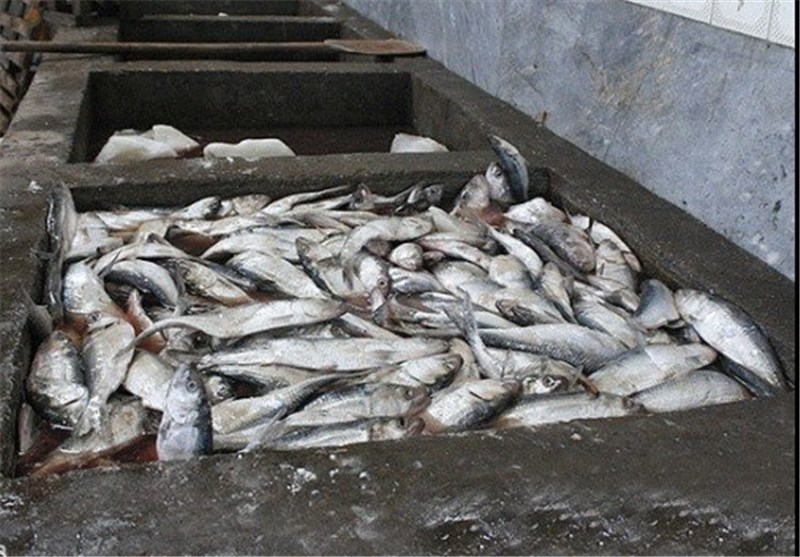 بیش از 10 هزار تن انواع ماهی در زنجان تولید شد