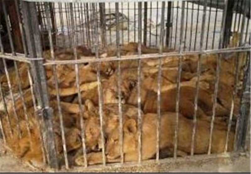 حیوانات باغ‌وحش‌های ایران از کجا می‌آیند؟
