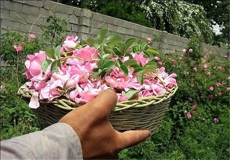 پیش‌بینی برداشت 100 تن گل محمدی از باغات شهرستان هرسین