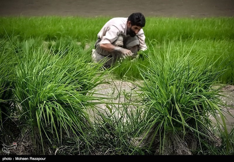 اجاره 11 میلیون تومانی زمین‌های کشاورزی کالیفرنیای ایران