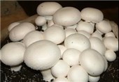 پرورش قارچ دکمه‌ای در روستاهای مازندران ترویج شود